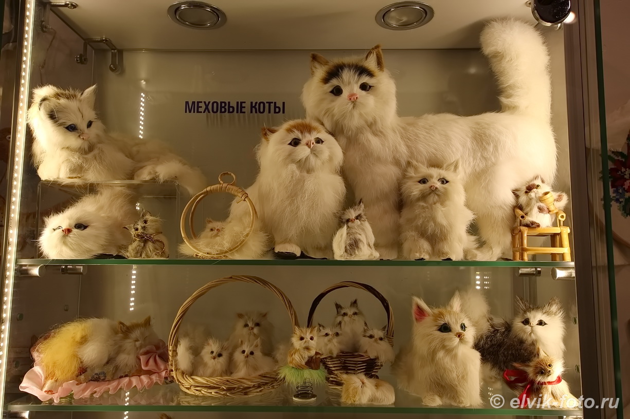 Cat museum