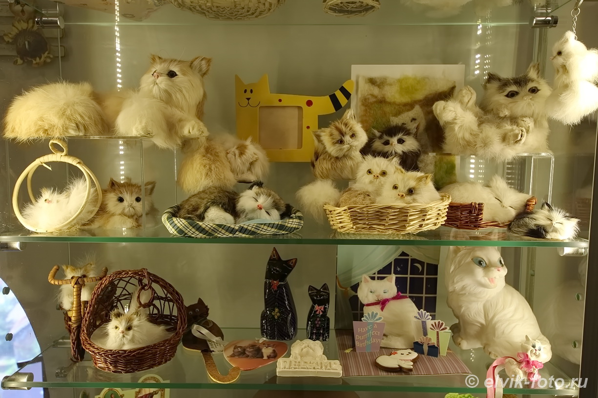 Cat museum 1